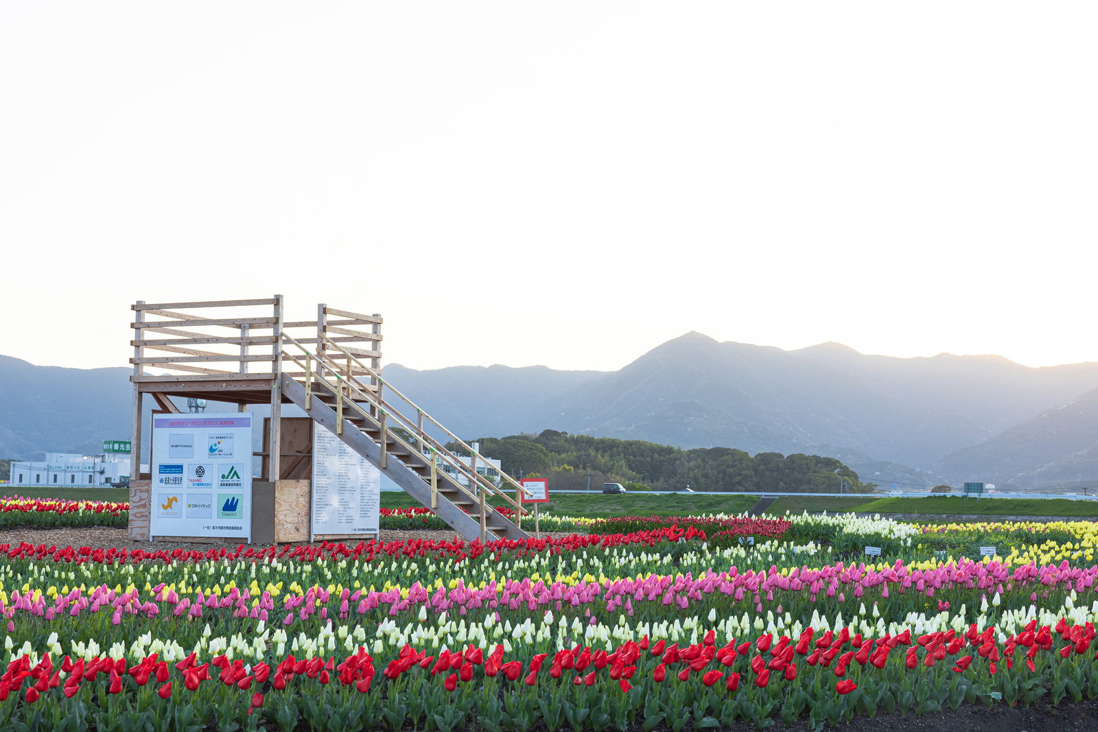 満開のチューリップ畑と木製の見晴らし台、背景に山並みが見える春の風景
