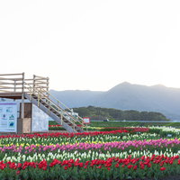 直方市チューリップフェアの見晴らし台からの眺めの写真