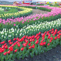 チューリップフェアの円形花壇で満開に咲くカラフルなチューリップの写真