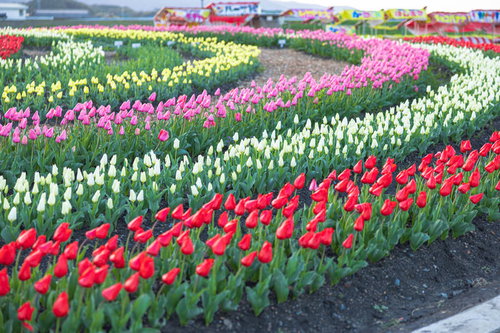 チューリップフェアの円形花壇で満開に咲くカラフルなチューリップ