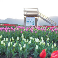 チューリップフェアの満開の花に囲まれた見晴台の写真