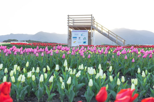 チューリップフェアの満開の花に囲まれた見晴台