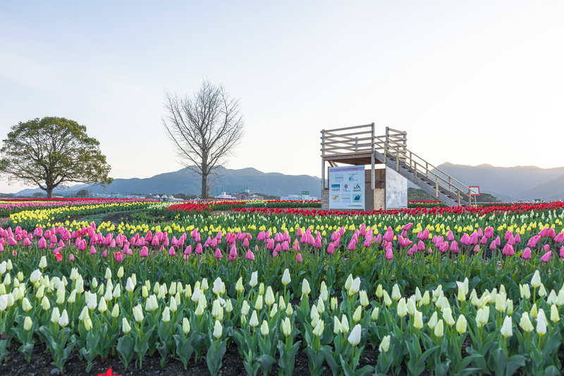 のおがたチューリップフェアのシンボル 見晴台の写真