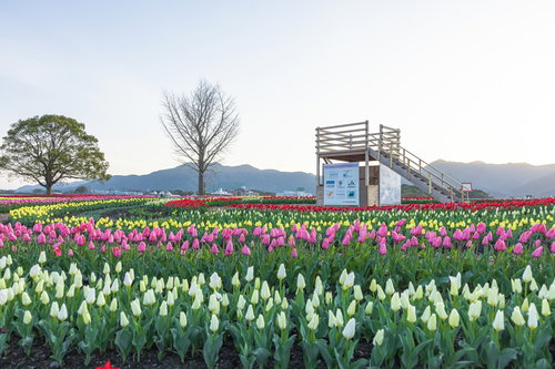 のおがたチューリップフェアのシンボル 見晴台