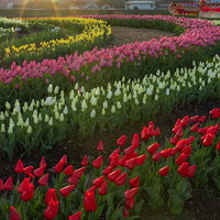 福智山からの日の出を背景に咲くチューリップフェアの満開花畑の写真