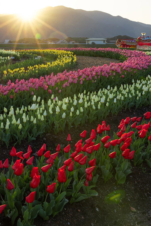 福智山からの日の出を背景に咲くチューリップフェアの満開花畑