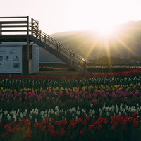 早朝の福智山から昇る朝日を望む、満開のチューリップフェアの見晴台の写真