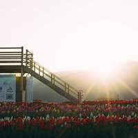 朝日が昇る直方市のおがたチューリップフェアの花壇の写真