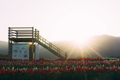 朝日が昇る直方市のおがたチューリップフェアの花壇