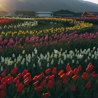 朝一番のチューリップフェア2022、満開の花畑の写真