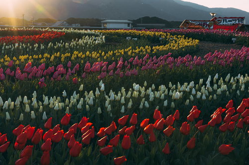 朝一番のチューリップフェア2022、満開の花畑