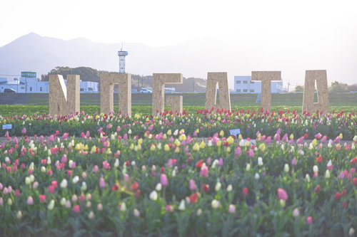 NOGATA（のおがたチューリップフェア2022）