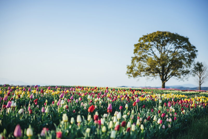 のおがたチューリップフェアと大きな木の写真