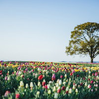 直方市のおがたチューリップフェアと大きな木の写真