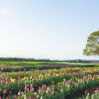 広いチューリップ畑に立つ一本の木、満開のチューリップフェアの写真