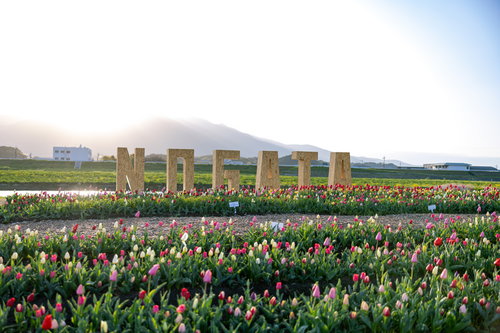 直方市NOGATAのチューリップフェア会場