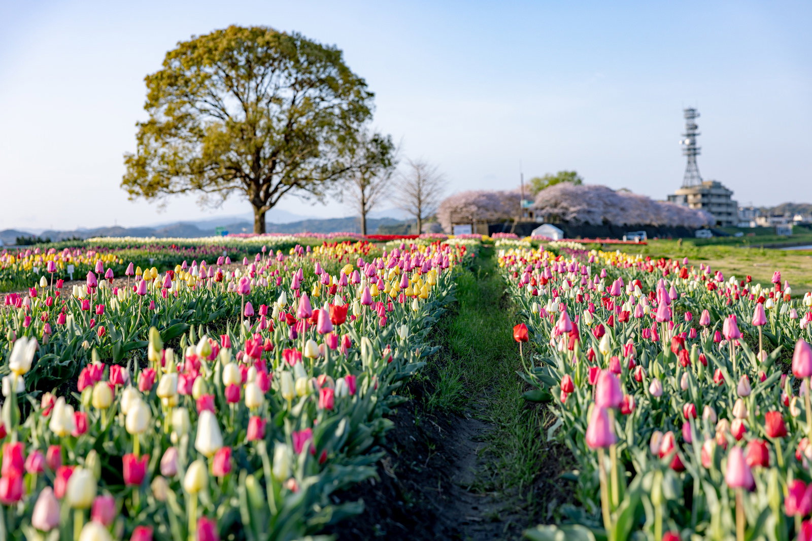 赤やピンク、白のチューリップが満開に咲く花畑の風景