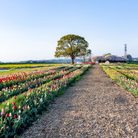 直方市のチューリップフェアで満開のチューリップが彩る畑と農道の写真