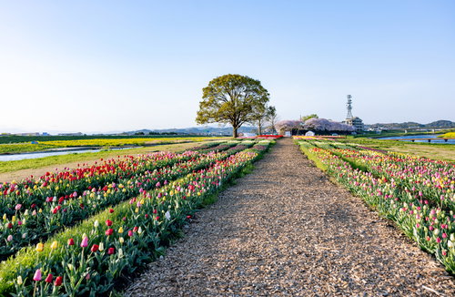 直方市のチューリップフェアで満開のチューリップが彩る畑と農道