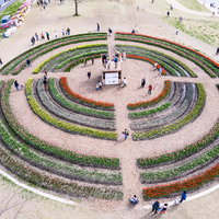 のおがたチューリップフェア2022、満開のチューリップ円形花壇に集まる人たちの写真