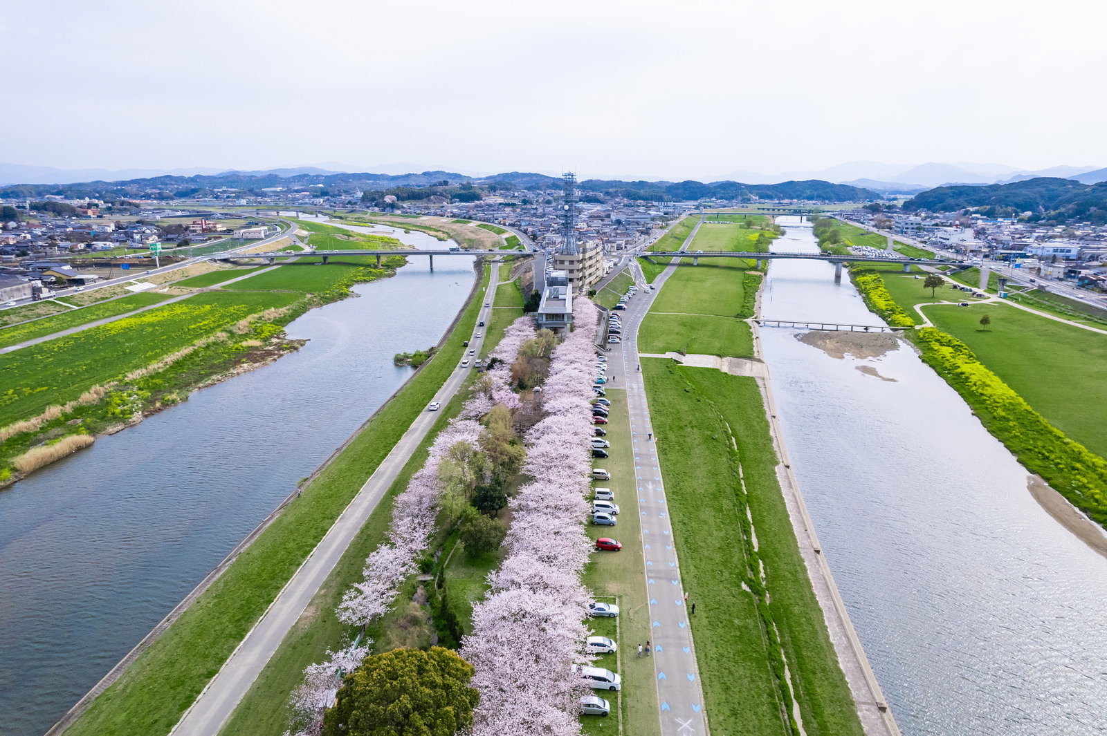 2本の川が交わるのおがた河川敷と桜並木を空撮した春の風景