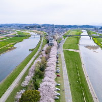 直方市のおがた河川敷で2本の川が交わる満開の桜並木を空撮の写真