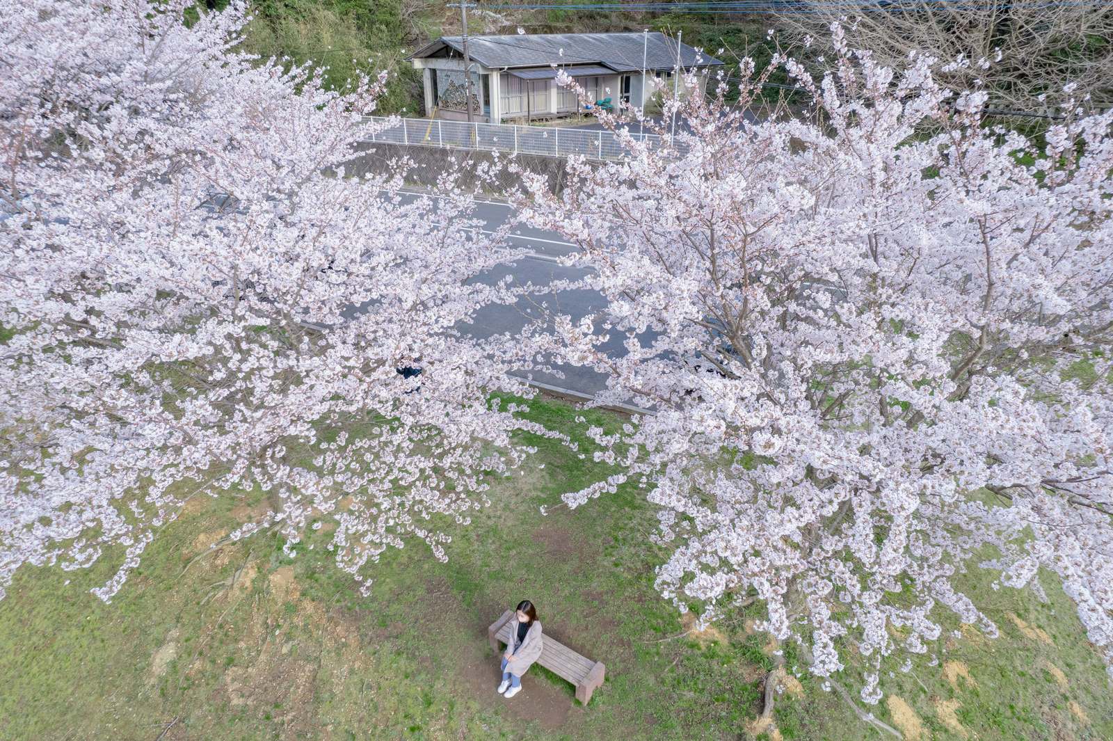 満開の桜の木に囲まれたベンチに座る女性を上空から撮影した写真