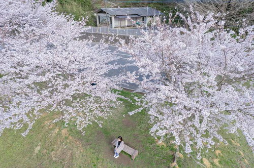 俯瞰して見る満開の桜に囲まれたベンチに腰かけた女性