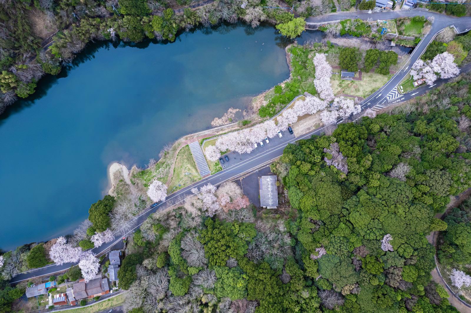 俯瞰したダム湖と周囲の満開の桜、道路駐車場の景観