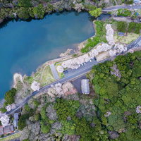 俯瞰して見るダム湖と桜が咲く湖畔の春景色の写真