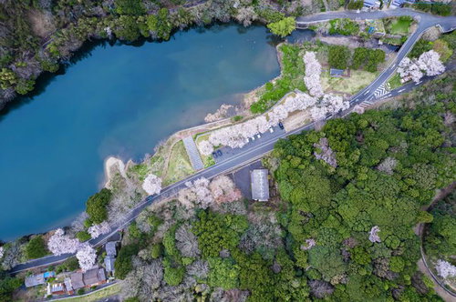 俯瞰して見るダム湖と桜が咲く湖畔の春景色