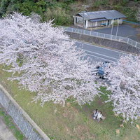俯瞰して見る満開の桜と花見客がくつろぐ風景の写真