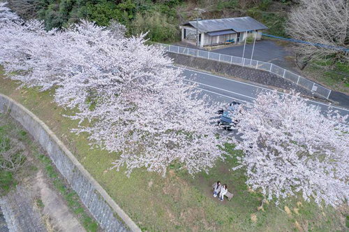 俯瞰して見る満開の桜と花見客がくつろぐ風景