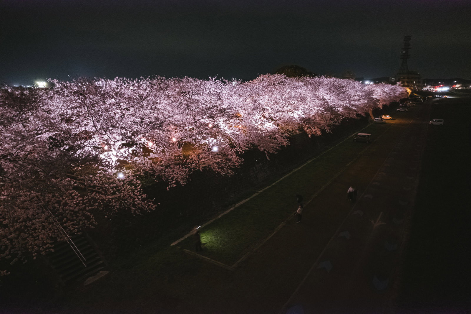 川沿いの夜桜ライトアップと桜並木