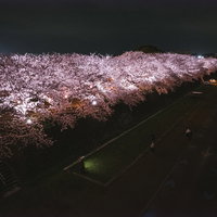 福岡県直方市中ノ島の桜並木ライトアップ夜景の写真