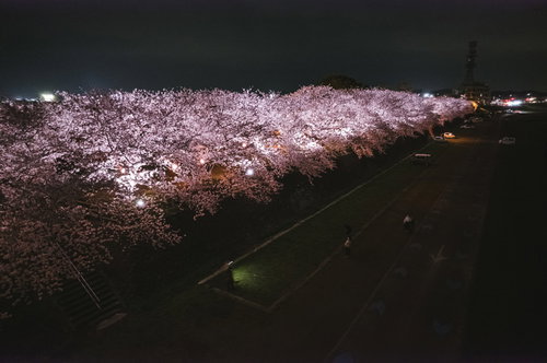 福岡県直方市中ノ島の桜並木ライトアップ夜景