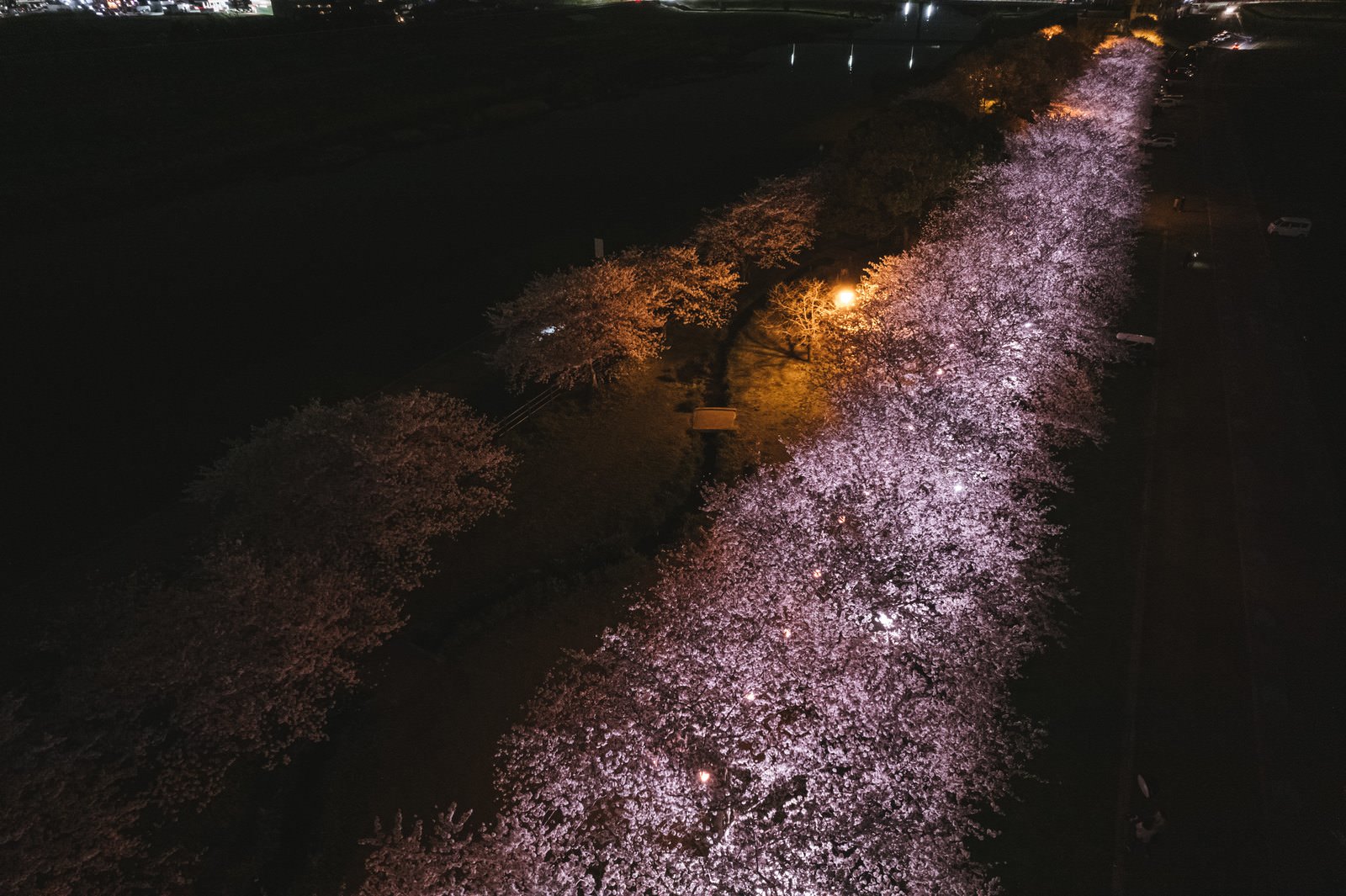 黄白色と薄紫色のライトアップで照らされた満開の夜桜の並木