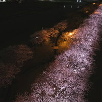 ライトアップで浮かび上がる夜桜の桜並木の夜間景観の写真