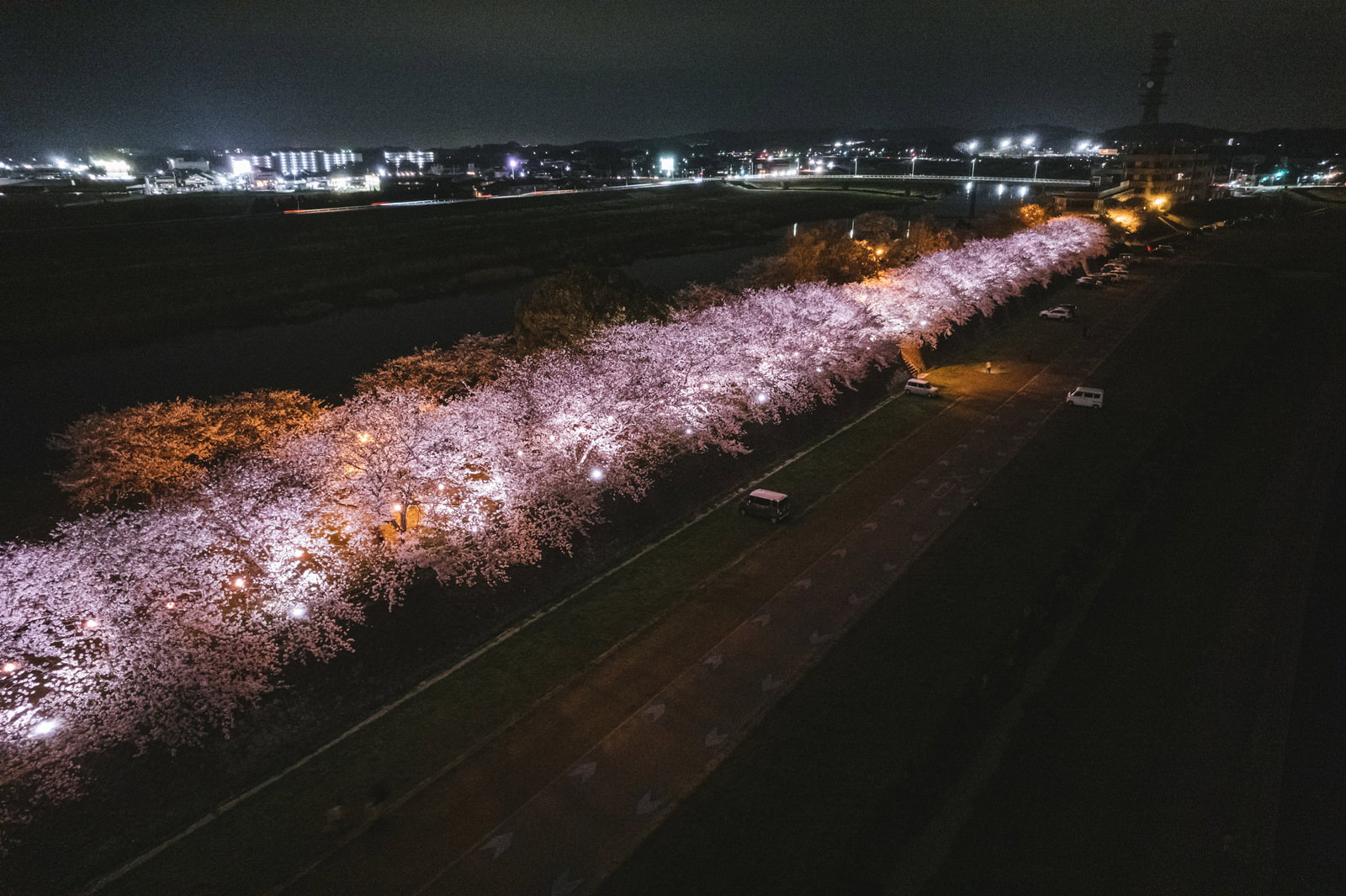 暗闇の中でライトアップされた桜並木が淡いピンク色に輝く夜景