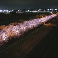 直方市河川敷の暗闇に浮かぶ夜桜ライトアップの並木の写真