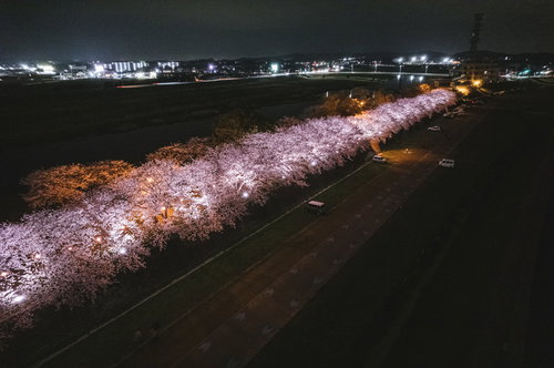 直方市河川敷の暗闇に浮かぶ夜桜ライトアップの並木