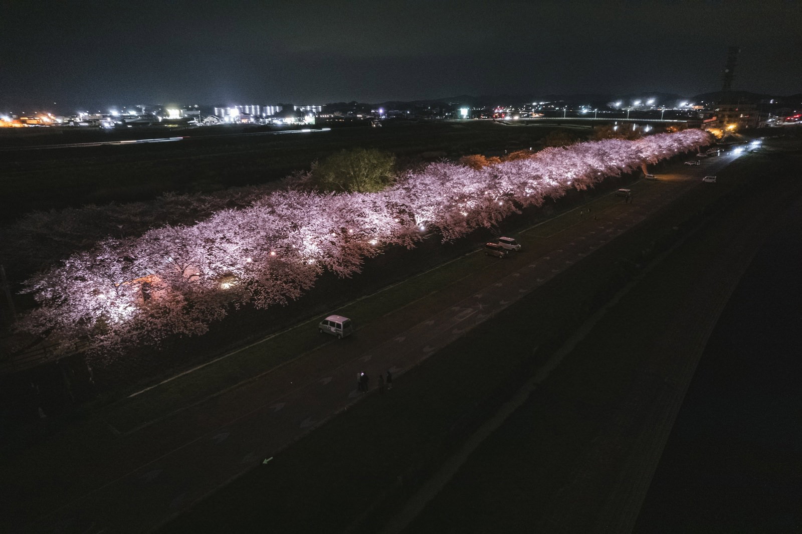 河川沿いでライトアップされた満開の桜並木と駐車スペースの夜間風景