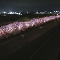 夜にライトアップされた桜並木と駐車スペースの写真