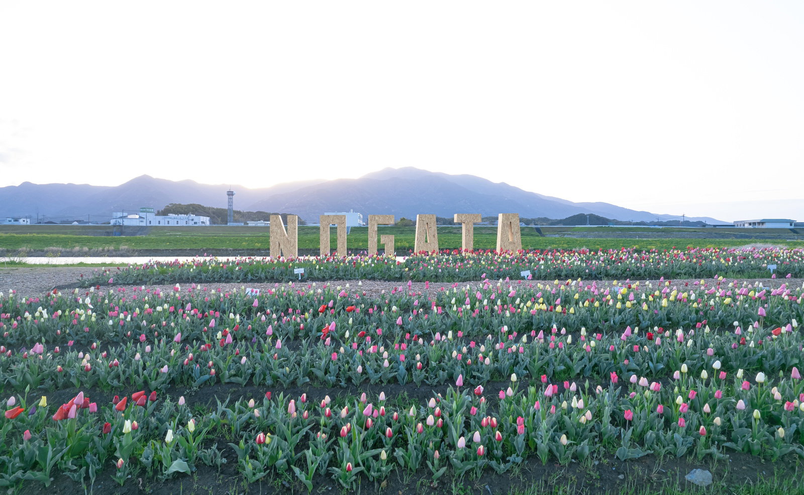 NOGATAのオブジェの前に咲き誇るカラフルなチューリップ畑と背景の山並み