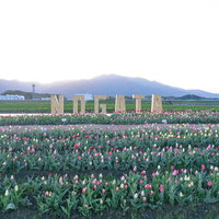 NOGATAのオブジェとチューリップ畑の春景色の写真