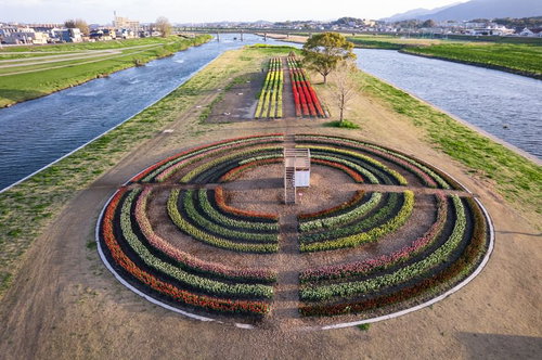 チューリップの円形花壇に設置された見晴台