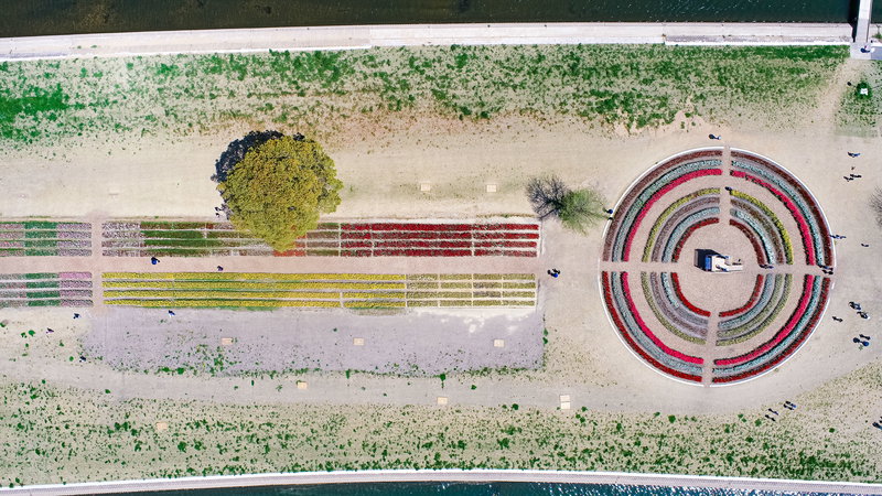 のおがたチューリップフェアの円形花壇とストレート花壇の写真