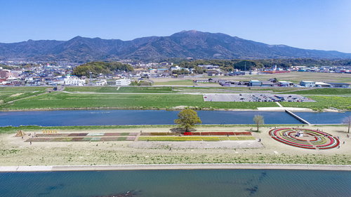 遠賀川河川敷のチューリップフェアの様子と福智山の風景