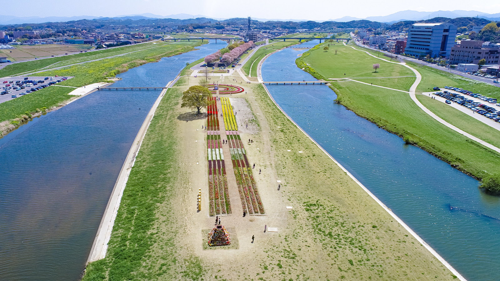 遠賀川と彦山川の合流点にある河川敷に咲くチューリップフェアの空撮写真