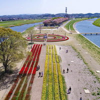 河川敷で行われるチューリップフェア2022の写真